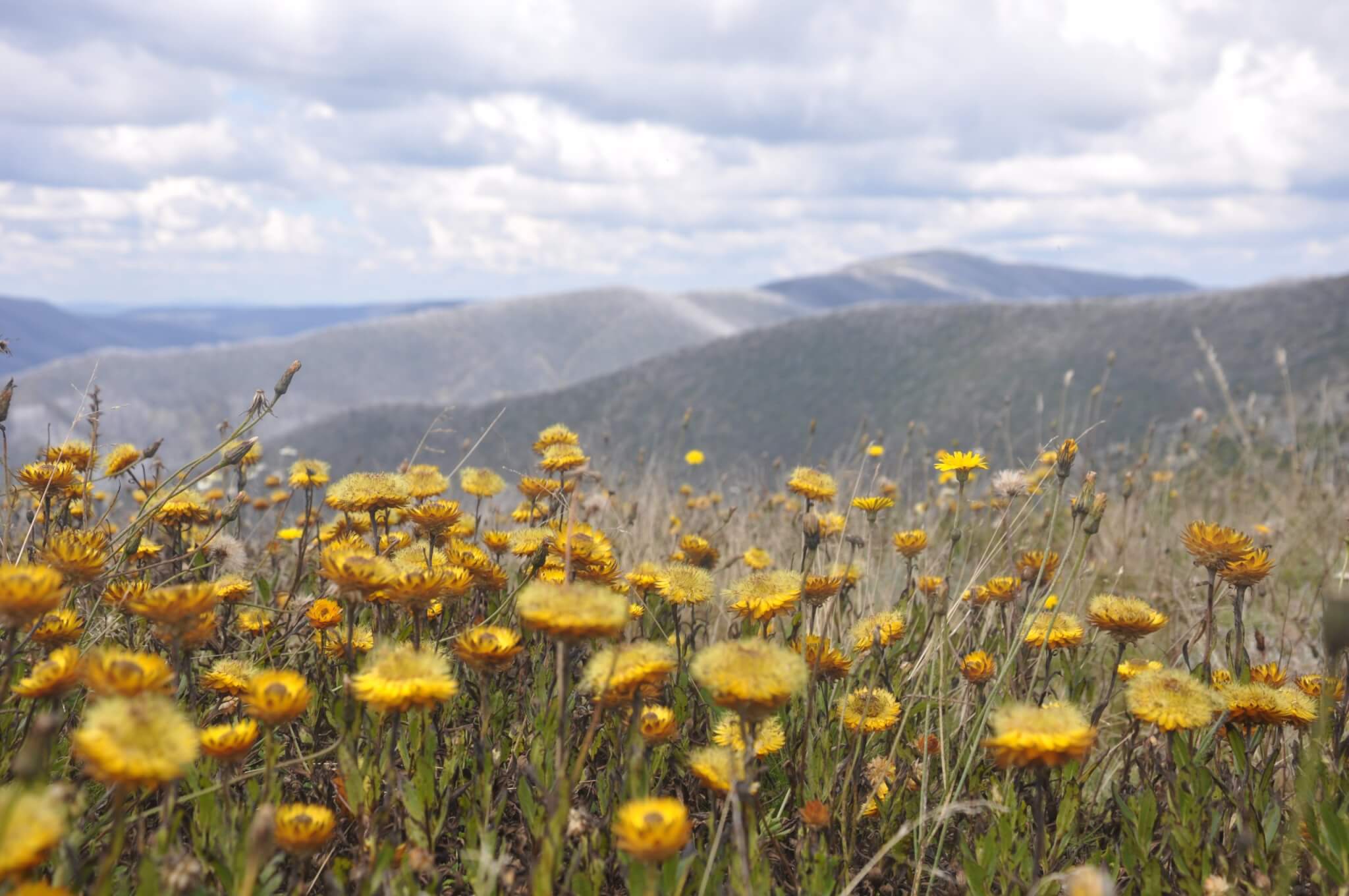 The Feathertop Alpine Experience | Wild Exposure Inc
