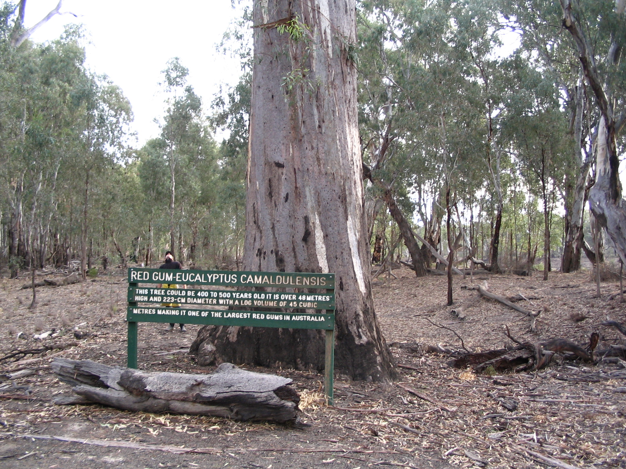 Murray River Culture Journey | Wild Exposure Inc